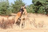 MALINOIS 107